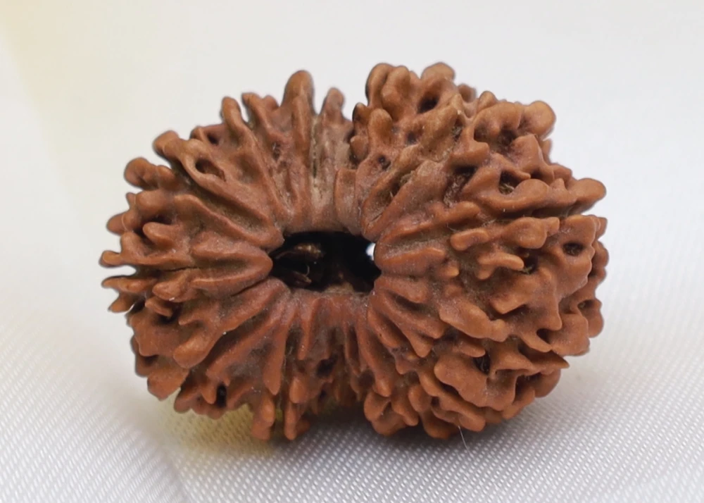 14 mukhi rudraksha for business growth