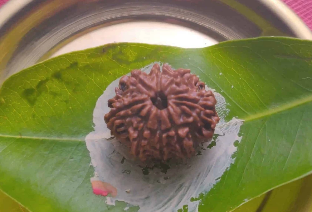 8 mukhi rudraksha ganesha business luck improve obstacles hurdle 