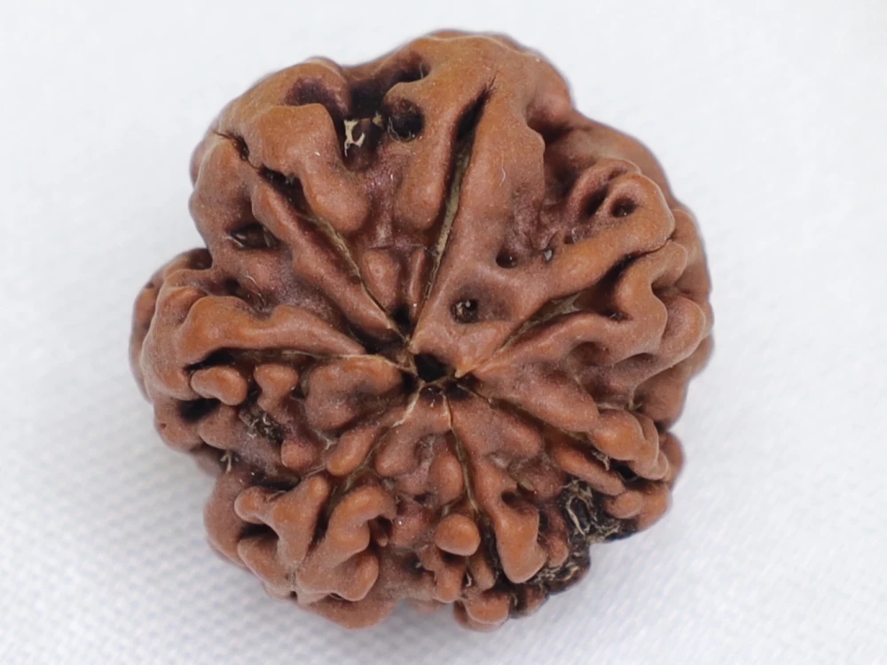 7 mukhi rudraksha for business growth