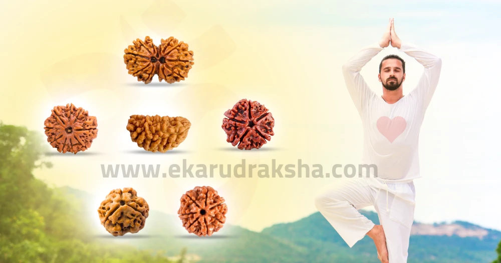 which rudraksha is best for health