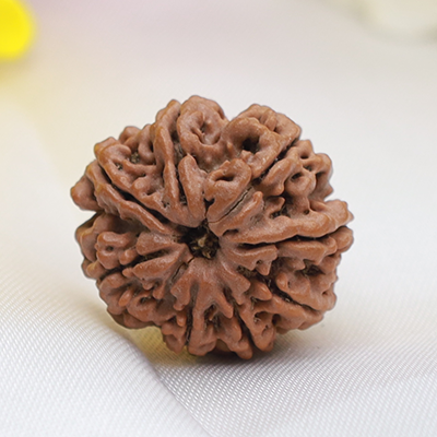 8 Mukhi Rudraksha 