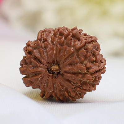 11 Mukhi Rudraksha 