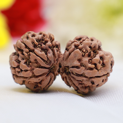 Gauri shankar Rudraksha 