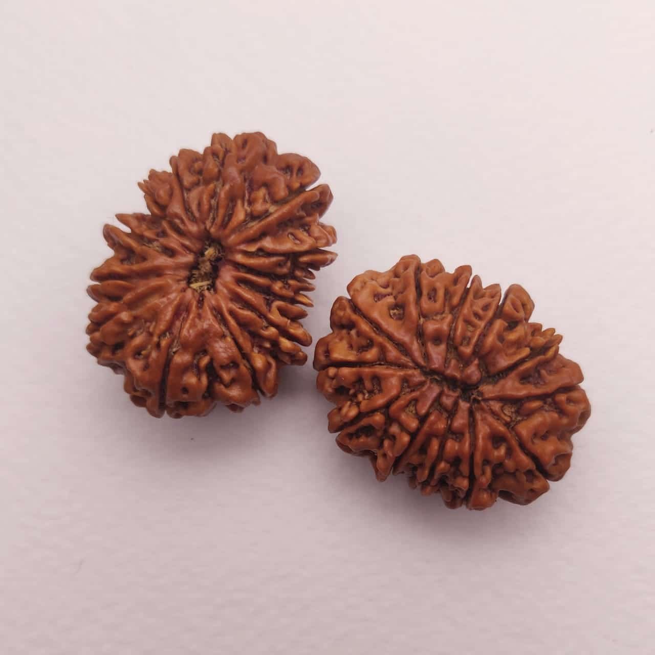 Rare Rudraksha collection 