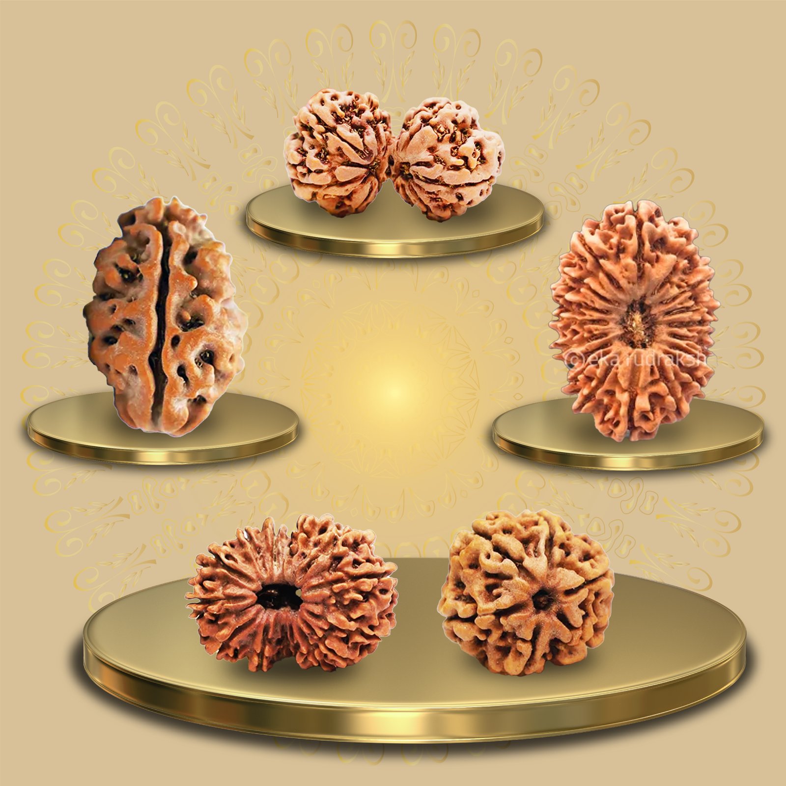 1 to 21 Mukhi Rudraksha 