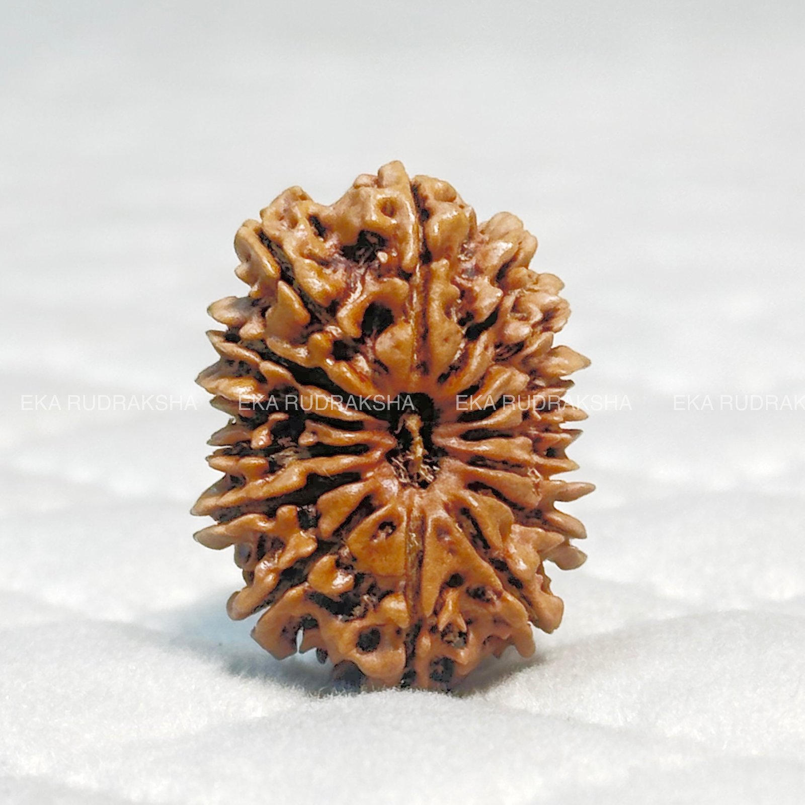15 mukhi rudraksha 
