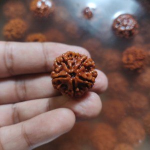 Rudraksha expertise since 1996