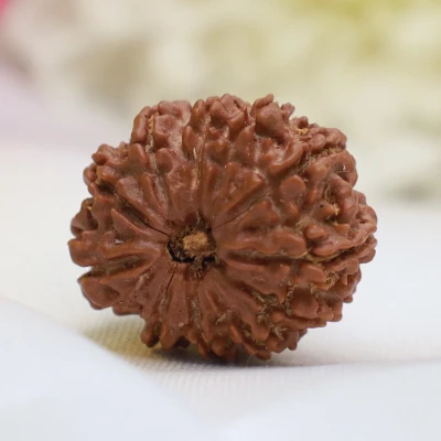 Large 11 Mukhi Rudraksha Nepal Origin Lab Certified bead hanuman for courage strength fearlessness Mars balance