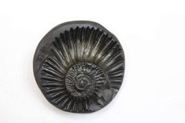 Sudarshan chakra shaligram