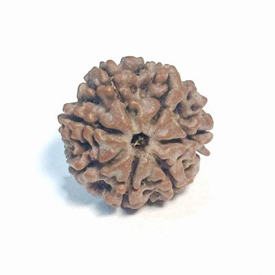 Basic 7 Mukhi Rudraksha Nepali Lab Certified bead financial prosperity Laxmi saturn shani relief