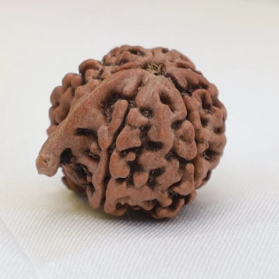 Large Ganesha Rudraksha Nepal Origin Lab Certified Vinayaka for Good luck study memory growth wisdom children mental growth