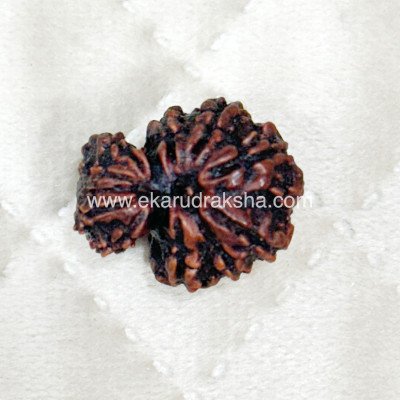 Garbh gauri Rudraksha Medium size Nepal bead Lab Certified for child mother relationship