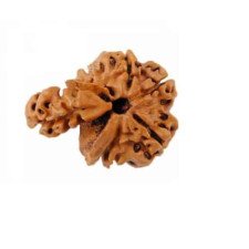1 Mukhi Nepali Savaar Rudraksha