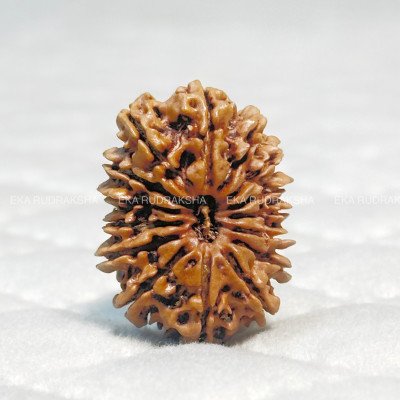 Nepali 15 Mukhi Rudraksha lab certified authentic lord pashupatinath blessing Jupiter balance bead
