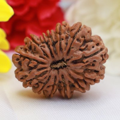 Large 13 Mukhi Rudraksha Nepali Lab Certified Indradev for Intelligence attraction fulfillment happiness Venus Balance