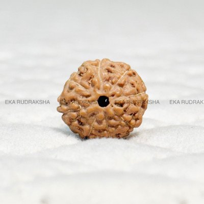 Small 8 mukhi indonesian Rudraksha Java origin lab tested certified authentic
