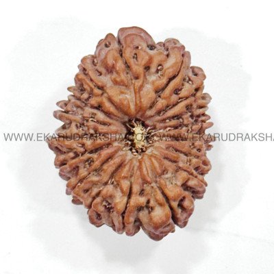 17 Mukhi Rudraksha