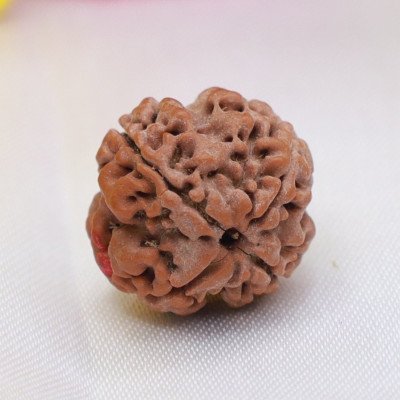 Large 4 Mukhi Rudraksha Nepali Lab Certified bead Saraswati Brahma for study memory wisdom children Mercury balance