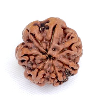 Regular 7 Mukhi Rudraksha Nepali Medium size Lab Certified bead Maa Laxmi for Wealth Prosperity Saturn Shani sadesati balance