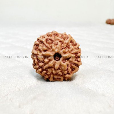 Small 9 Mukhi Rudraksha authentic Java nau mukhi nine face durga shakti power energy boost Ketu balance bead