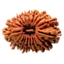 17 Mukhi Rudraksha
