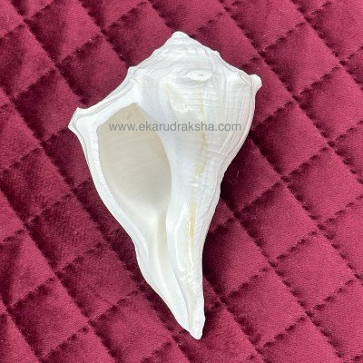 5 inch Dakshinavarthy Shankh Conch Shell for pooja lord vishnu maa Laxmi