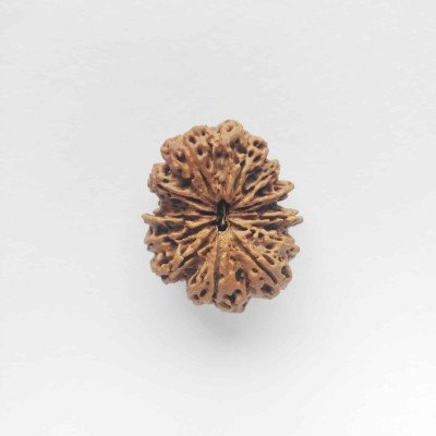 12 Mukhi Rudraksha Super Collector - Nepal