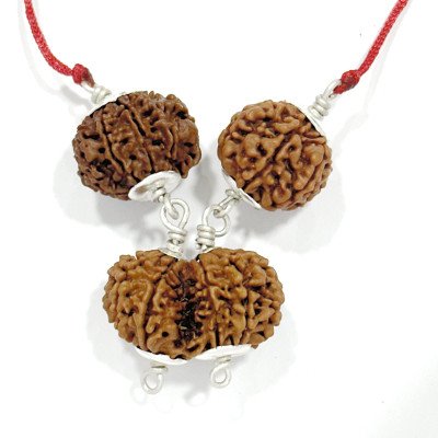 7, 8, Gaurishankar Nepal Rudraksha combo for success in career & happy marriage combination