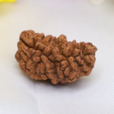 Large 1 Mukhi Rudraksha Lab Certified eka mukhi half moon  bead chandraakar kaju Lord Shiva for material spiritual success