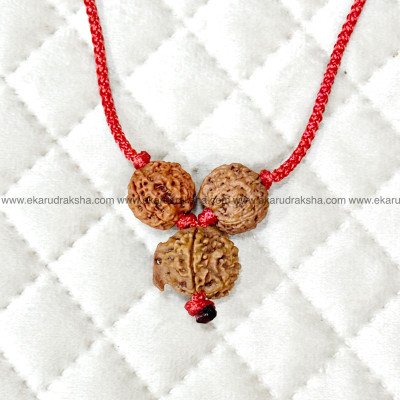 Study combination rudraksha 4 mukhi 6 mukhi Ganesha rudraksha Lab Certified memory power