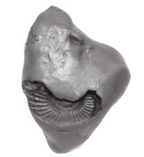Original Garuda Avatar Shaligram