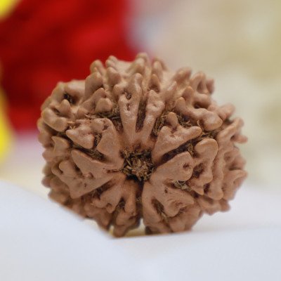 Large 10 Mukhi rudraksha Nepali bead lab Certified bhagwan vishnu for protection power prosperity navagraha balance