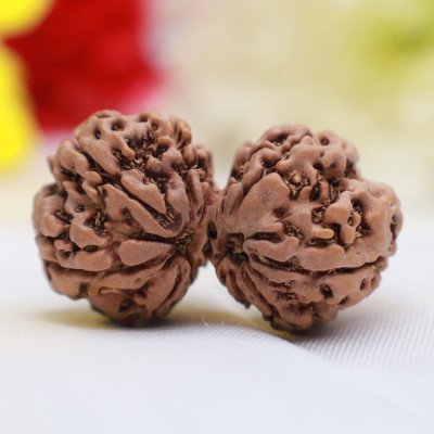 Large Gauri Shankar Rudraksha Nepal origin lab Certified bead Shiva Parvati for love bonding relationship marriage Moon balance
