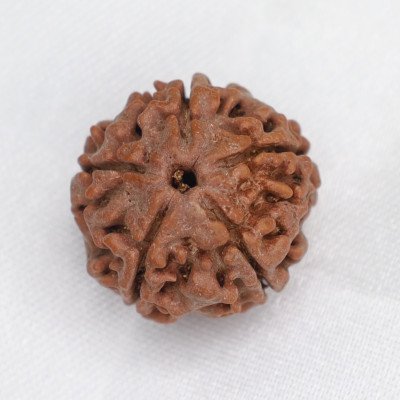 Regular 5 Mukhi Rudraksha Nepali Medium size lab certified bead lord shiva for immunity good health peace jupiter balance