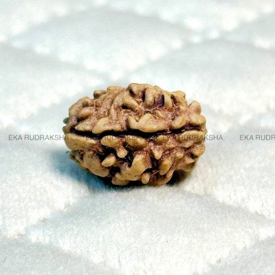 Natural 2 Mukhi Rudraksha himalaya do mukhi Ardhanaareshwar Shiva Parvati relationship boost Moon emotional balance orignal bead