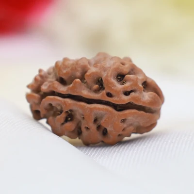 Large Nepali 2 Mukhi Rudraksha Lab Certified Shiva Shakti Ardhanaareshwar Moon Emotions love Marriage bead